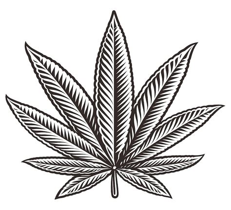 Premium Vector | Black and white illustration of a cannabis leaf, on ...