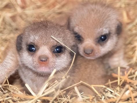 Zoo Miami Now Has Baby Meerkats For The First Time In Its History