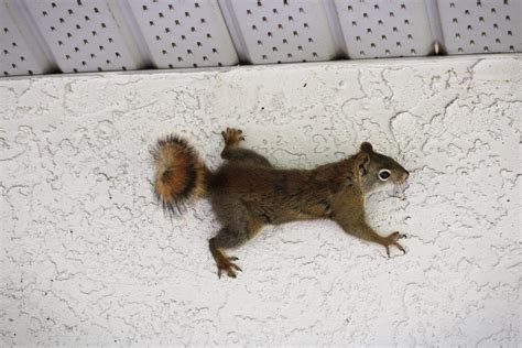 Question: "How Do You Clean Up Squirrel Poop?" - Squirrelcontrol.ca