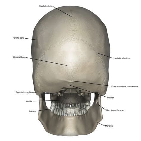 Posterior view of human skull anatomy with annotations Poster Print by ...