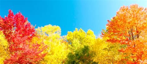 Science of Fall ColorsCiencia de los colores del otoño – Manhattan ...