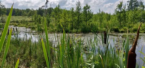 Free Images : swamp, lithuania, wetland, water, plants, wild, summer ...