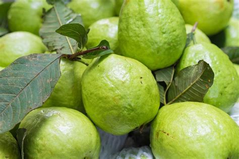 Why Is My Guava Tree Not Fruiting: How To Get Guava Trees To Fruit ...