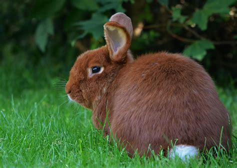 The New Zealand Rabbit