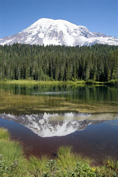 Mt. Rainier volcano stock image. Image of mountain, landscape - 33655367