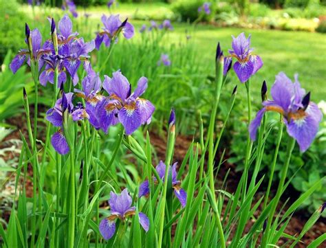 Siberian Iris In The Garden - How To Grow Siberian Iris Plants