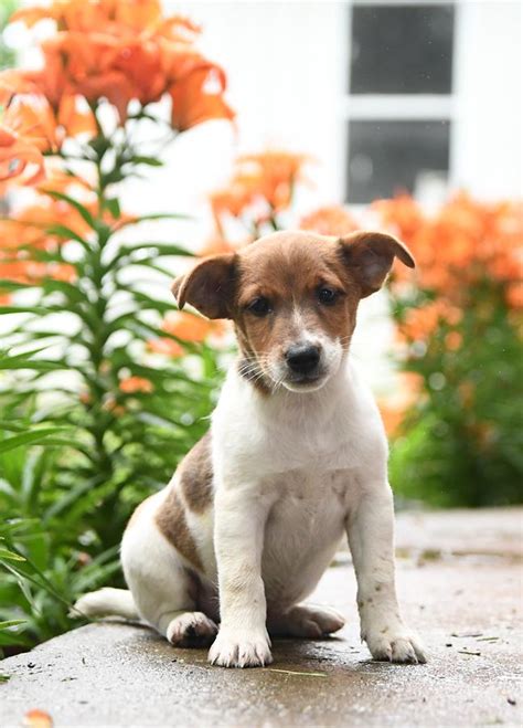 Jack Russell Terrier Puppies for Sale | Buckeye Puppies