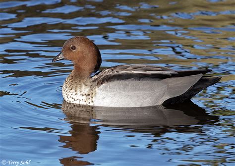 Australian Wood Duck (Maned Duck) Photos - Photographs - Pictures