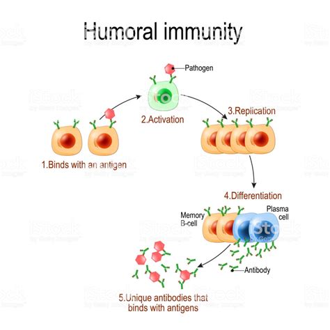 What is Humoral Immunity - Vedic Paths