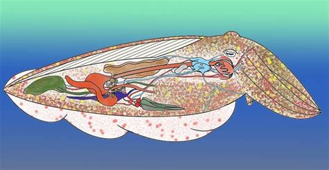 Cuttlefish Anatomy 101: A Look Inside [2023]