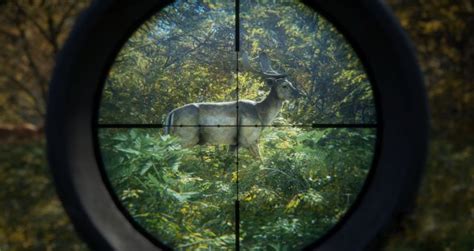 The Hunter: Call of the Wild - Where to Shoot?