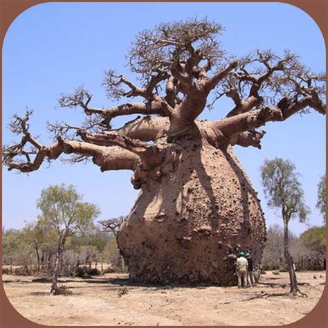 Baobab Tree - Africa , Madagascar , Australia More At FOSTERGINGER ...