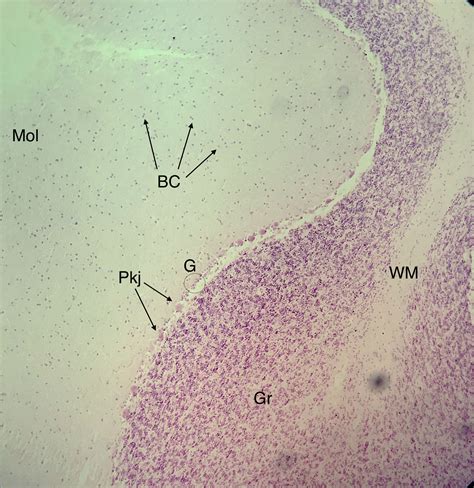 Cerebellum 200x | Histology