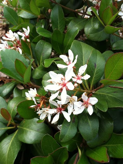 Indian Hawthorne White Flowers and Green Leaves