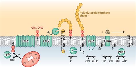 Figure 3 from Lipoteichoic acid synthesis and function in gram-positive ...