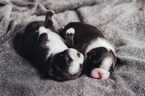 Newborn puppies sleeping 2 - freestocks.org - Free stock photo