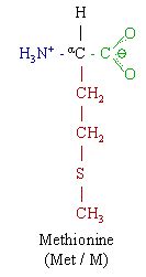 Methionine - New World Encyclopedia