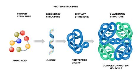 Name a bond that can stabilize the tertiary structure of the protein.