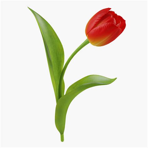 tulip flower obj