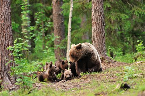 bear, Bears, Forest, Trees, Baby, Cub, Cubs, Mother, Family, Cute, Love ...