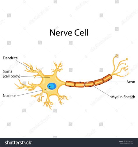 3,418 Nerve Cell Diagram Images, Stock Photos, 3D objects, & Vectors ...