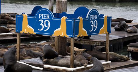 San Francisco sea lions celebrated 30 years after first invading the ...