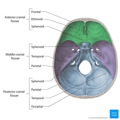 Foramina and fissures of the skull | Basic anatomy and physiology ...