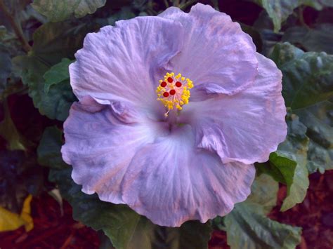 Purple Hibiscus by Angeliclucero on DeviantArt