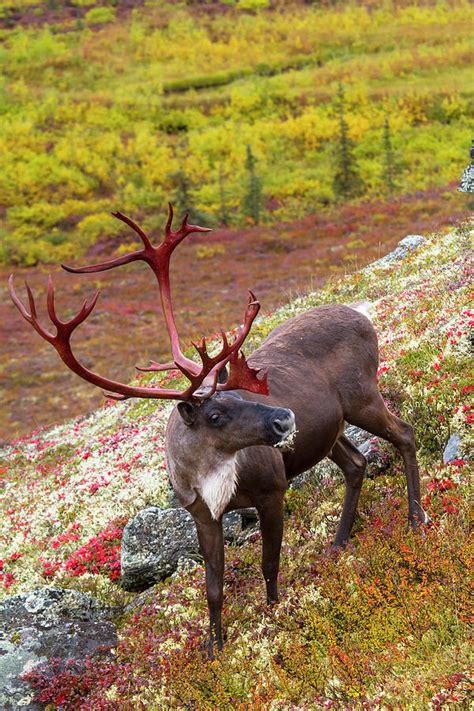 Denali Caribou Herd Photograph by Scott Slone