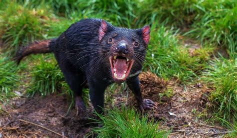 The Deadliest Animals In Australia That Everyone Should Steer Clear Of