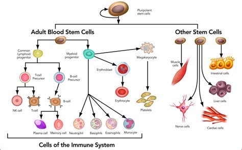 Stem Cells- Definition, Properties, Types, Uses, Challenges