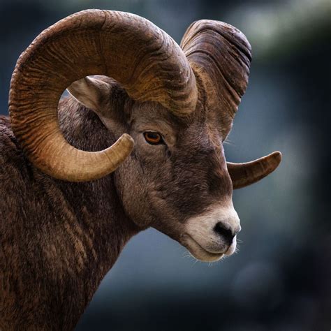 Big horn sheep close up right side | Majestic animals, Big horn sheep ...