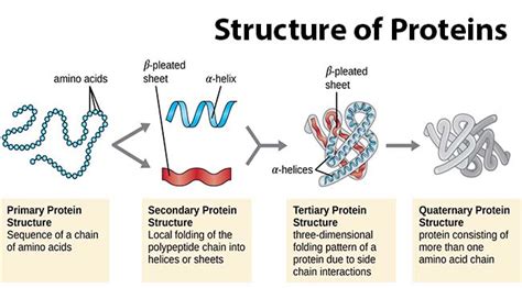 Protein: Discovery, Characteristics, and Structures : Plantlet