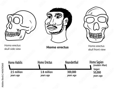 Homo Erectus skull and face illustrations Stock Illustration | Adobe Stock