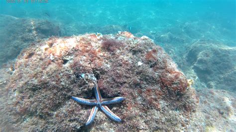 Snorkelings - Bay Island Cruises