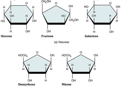 Difference Between Reducing and Nonreducing Sugar | Definition ...