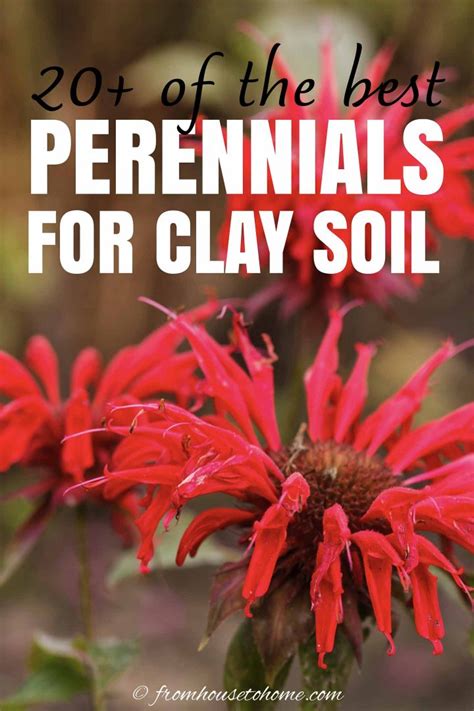 Best Plants For Clay Soil (20+ Perennials You'll Want In Your Garden ...