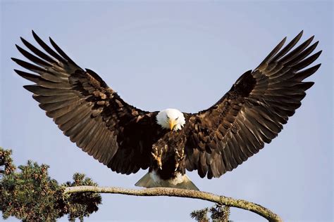 26 Eagle Pictures, Animal Pictures, Photo Aigle, Nicolas Vanier ...