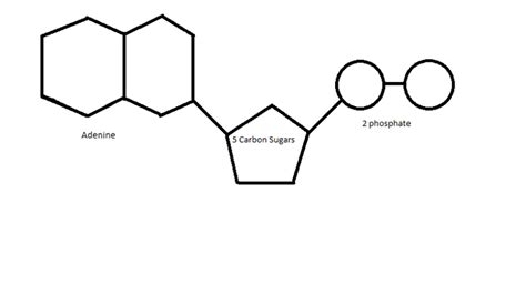 Adenosine diphosphate - Alchetron, The Free Social Encyclopedia