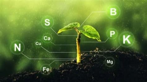 Introduction of Functional Nitrogen Fixing Enzymes in Plants - Lifeasible