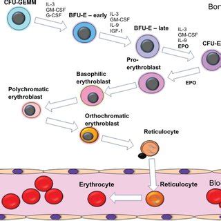 (PDF) Erythropoiesis stimulating agents: Approaches to modulate activity