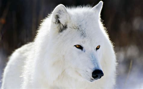 Arctic Wolf Wallpapers - Wallpaper Cave