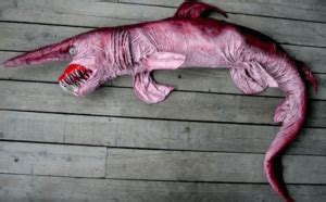 Goblin Shark: Habitat and Facts - My Animals