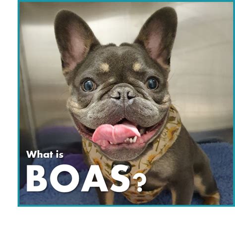 Brachycephalic Obstructive Airway Syndrome (BOAS) | Lynbrook