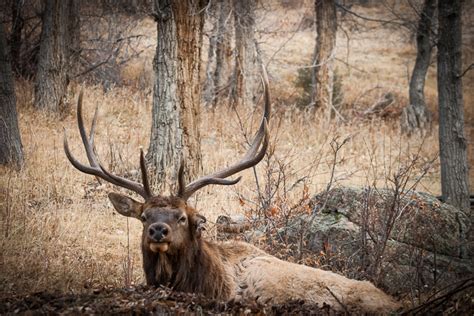 Elk & Wildlife - McGregor Mountain Lodge - Estes Park, CO