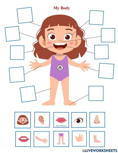 Body parts (girl) worksheet | Body parts preschool activities, Body ...