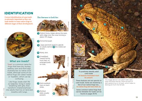 New Cane Toad Identification and Control Handbook — BRRVLN