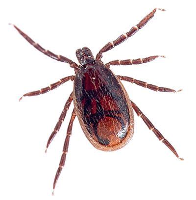 Brown Dog Tick Prevention Tips & Techniques – Servitix – Pest Control