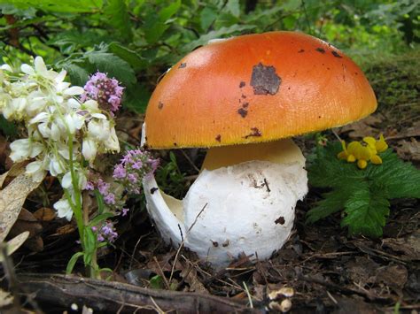 Amanita caesarea: The Ultimate Mushroom Guide