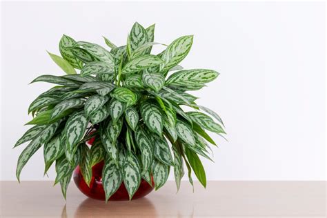 A Guide to Growing Chinese Evergreen | Garden Design